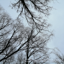 bare-trees-301019